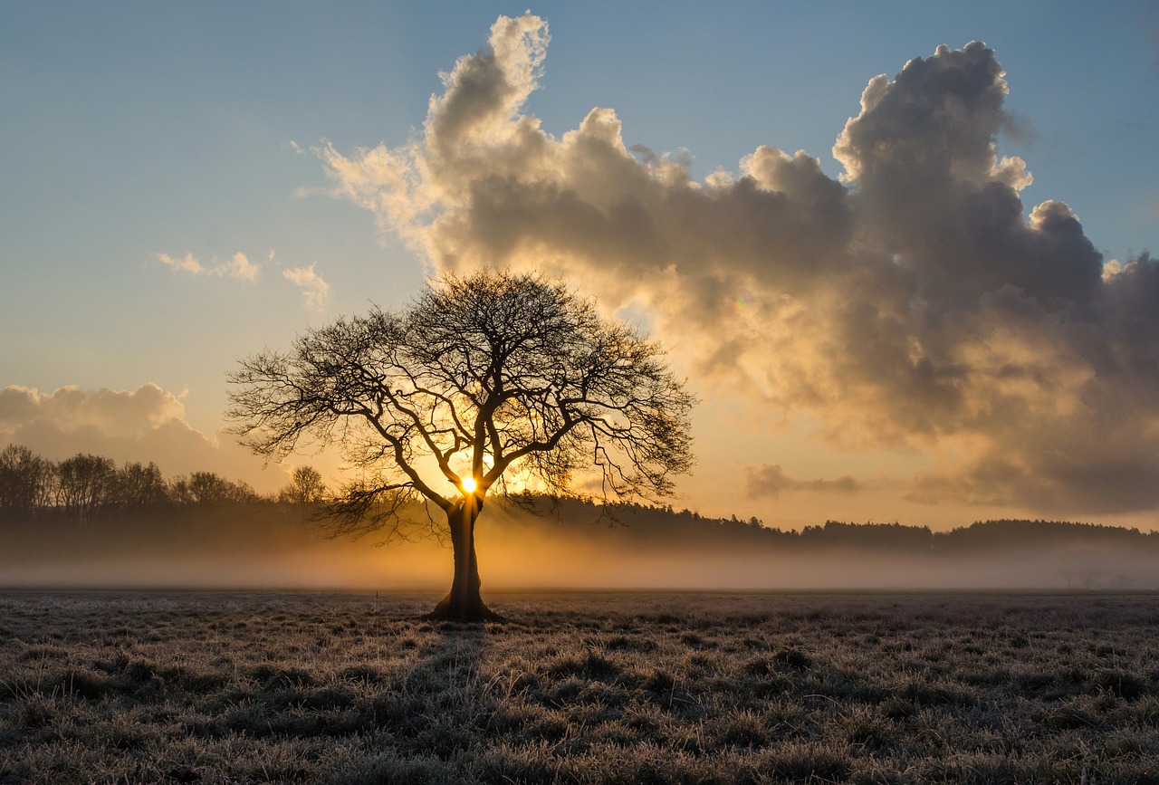 Tree infront of a sunset